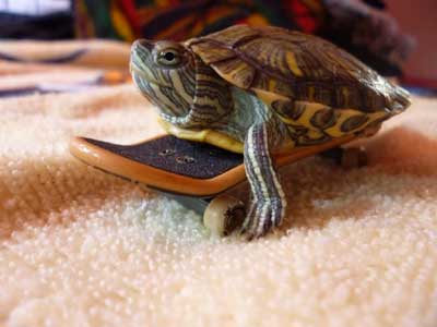 turtle-skating