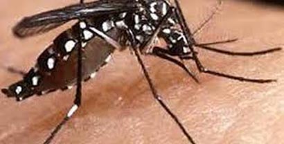 dengue