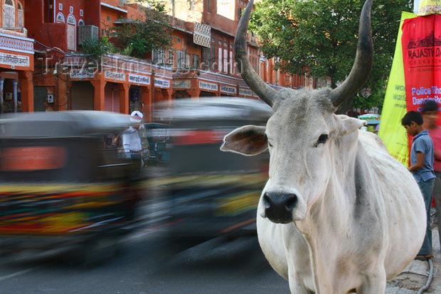 Cow-India-Essay