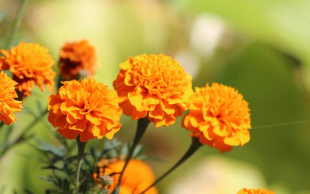 Marigold+Flowers